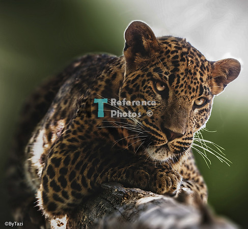 Leopard (edit by Everlasting Photography)
