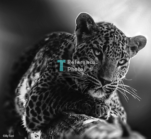 Leopard (edit by Everlasting Photography)