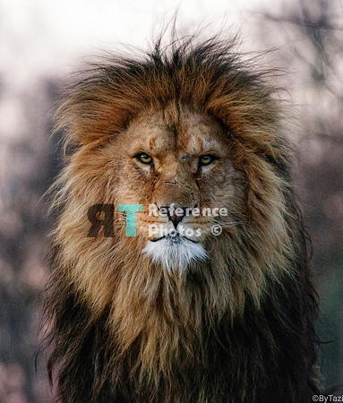 Lion portrait (Note; Quute grainy)