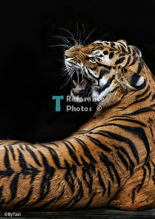Fierce Bengal Tiger