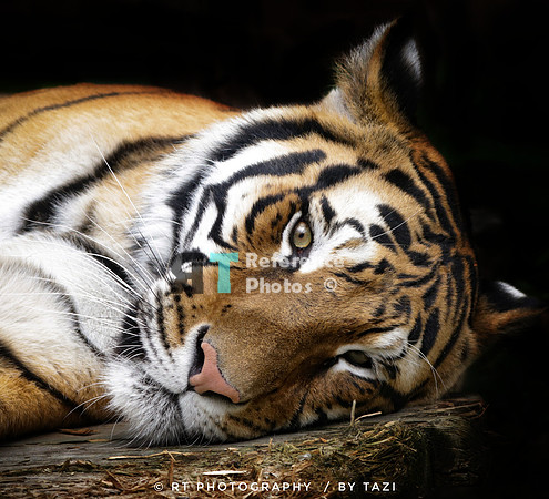 Bengal tiger relaxing