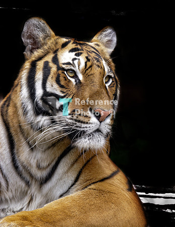 Bengal Tiger