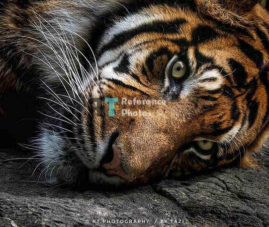 Sumatran tiger