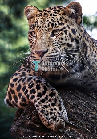 Leopard on the lookout