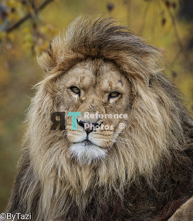 Lion portrait autumn colours