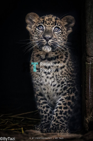 Sri lankan leopard cub (NOTE; Quite grainy, so not extremely detailed)