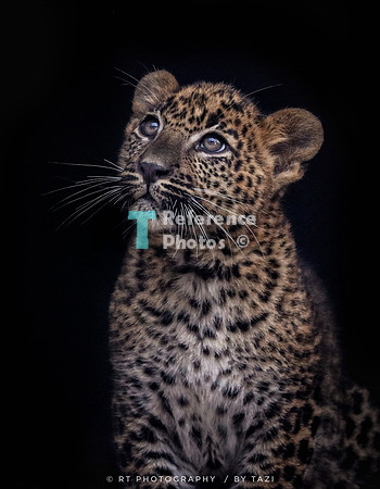 Sri lankan leopard cub (NOTE; Quite grainy, so not extremely detailed)