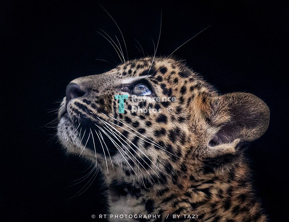 Sri lankan leopard cub (NOTE; Slightly grainy, but still detailed)