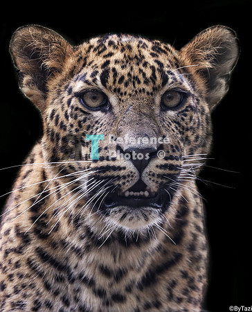 Srilankan leopard