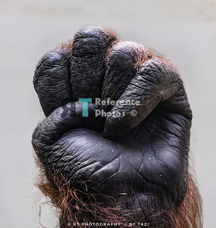 Fist of an (afult male) orangutan
