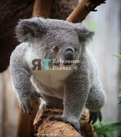 Koala