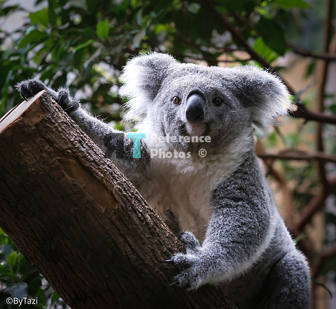 Koala