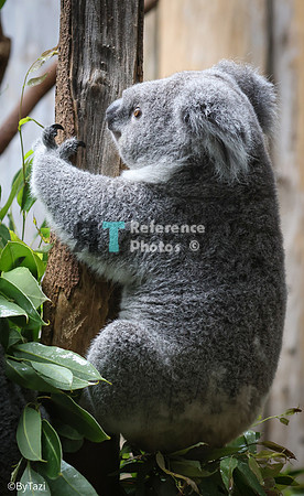 Koala