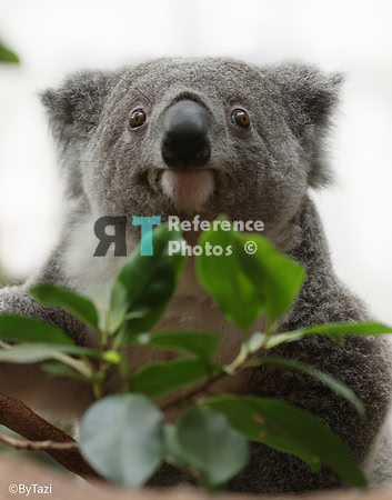 Koala