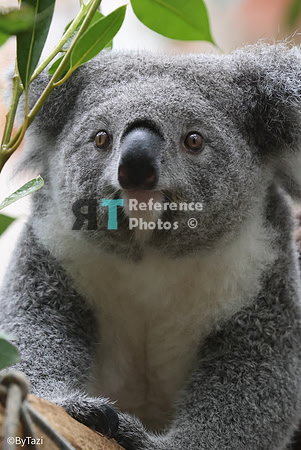 Koala