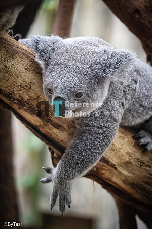 Koala