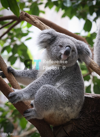 Koala