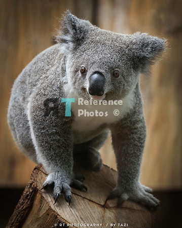 Koala