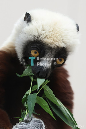 Sifaka