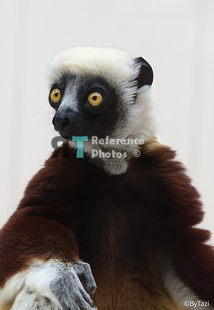 Sifaka