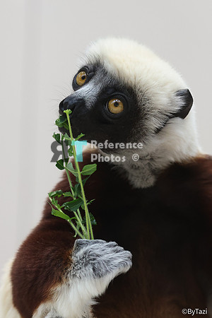 Sifaka