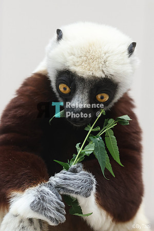 Sifaka