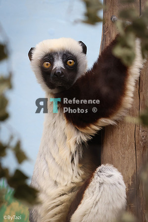 Sifaka