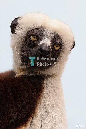Sifaka