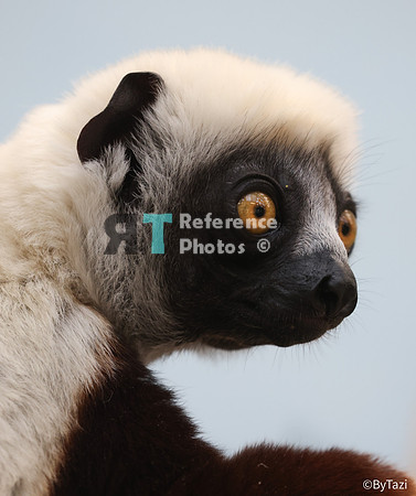 Sifaka