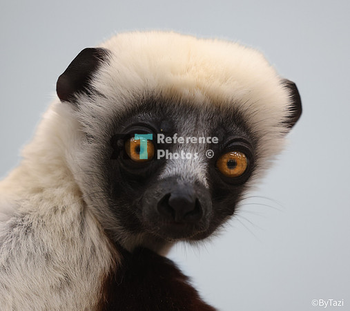 Sifaka