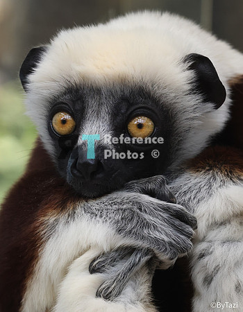 Sifaka