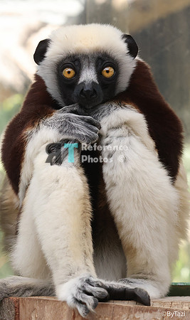 Sifaka