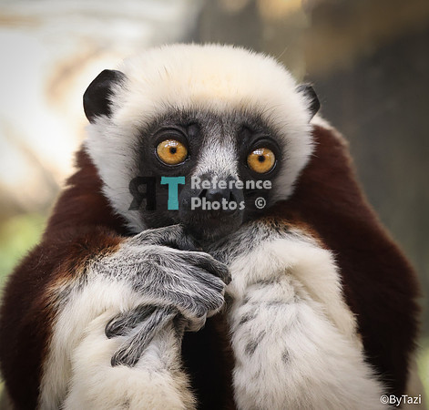 Sifaka