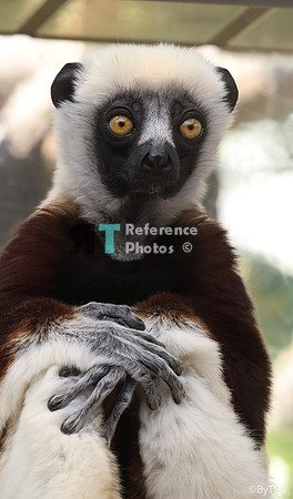 Sifaka