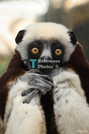 Sifaka