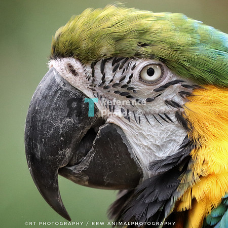 Blue and yellow macaw