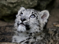 Snow Leopard cub