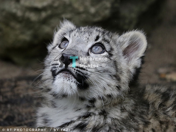 Snow Leopard cub