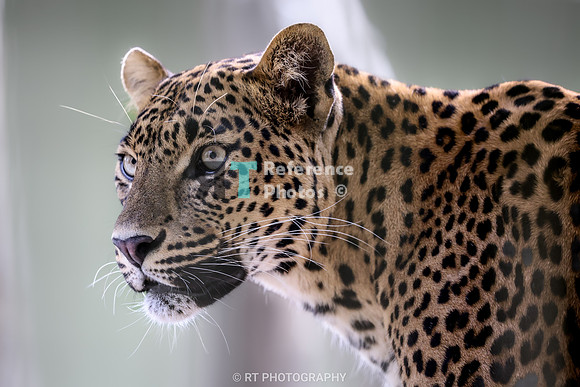 Sri lanka leopard
