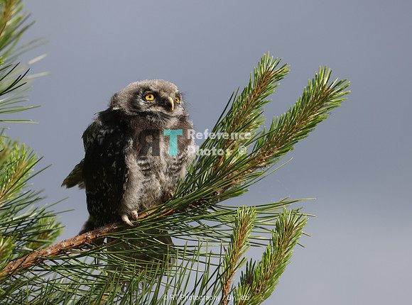 Young sparrow owl