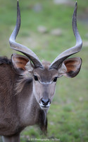 Kudu