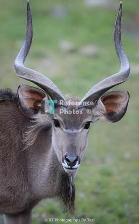 Kudu