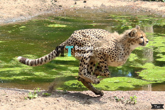 Running cheetah (Note: motion unsharpness. They are too fast ;) )