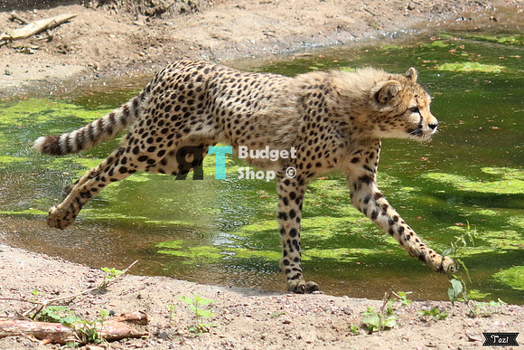 Running cheetah (Note: motion unsharpness. They are too fast ;) )