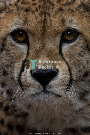 Cheetah (cropped)