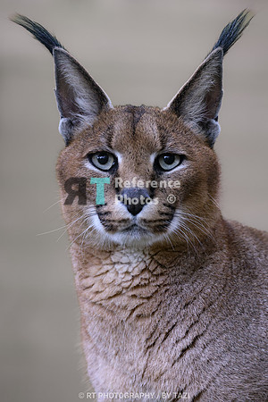 Caracal