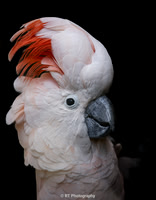 Parrots