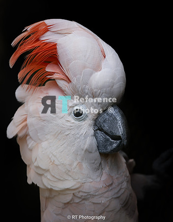 Salmon-crested cockatoo