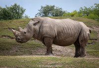 White rhino