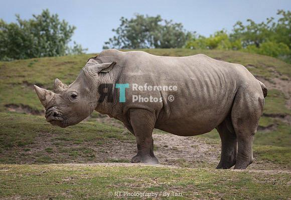 White rhino